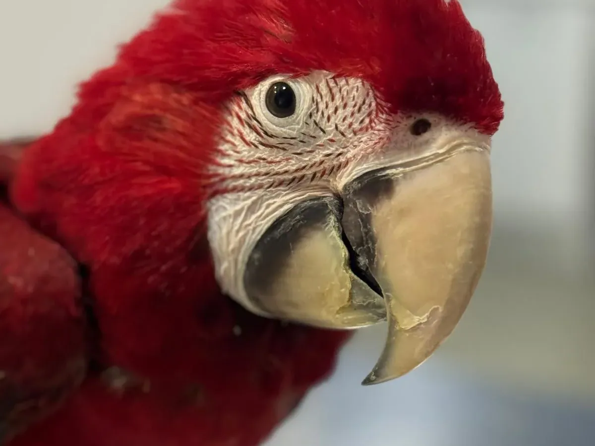Guacamayo atendido por la veterinaria especialista en aves