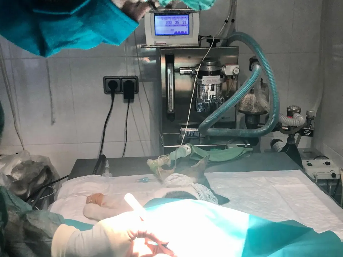 Quirófano del Centro Veterinario Alhama durante una intervención, con monitor de anestesia y vaporizador