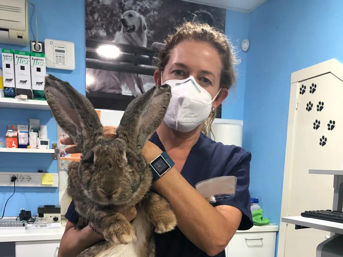 Conejo sujetado por la veterinaria durante su revisión