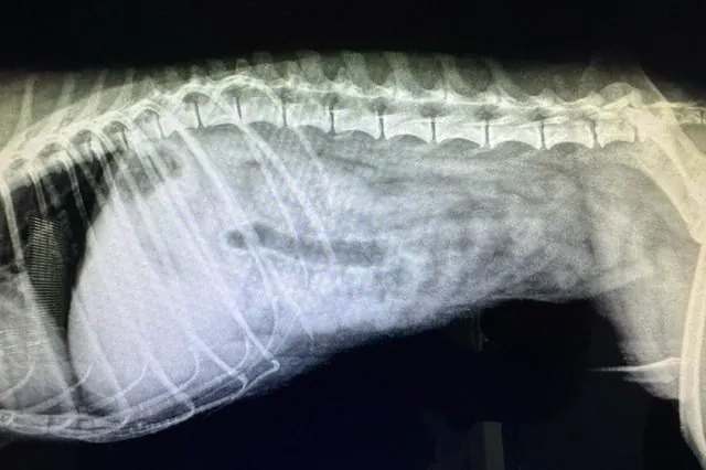 Radiografía de tórax y abdomen realizada en el Centro Veterinario Alhama