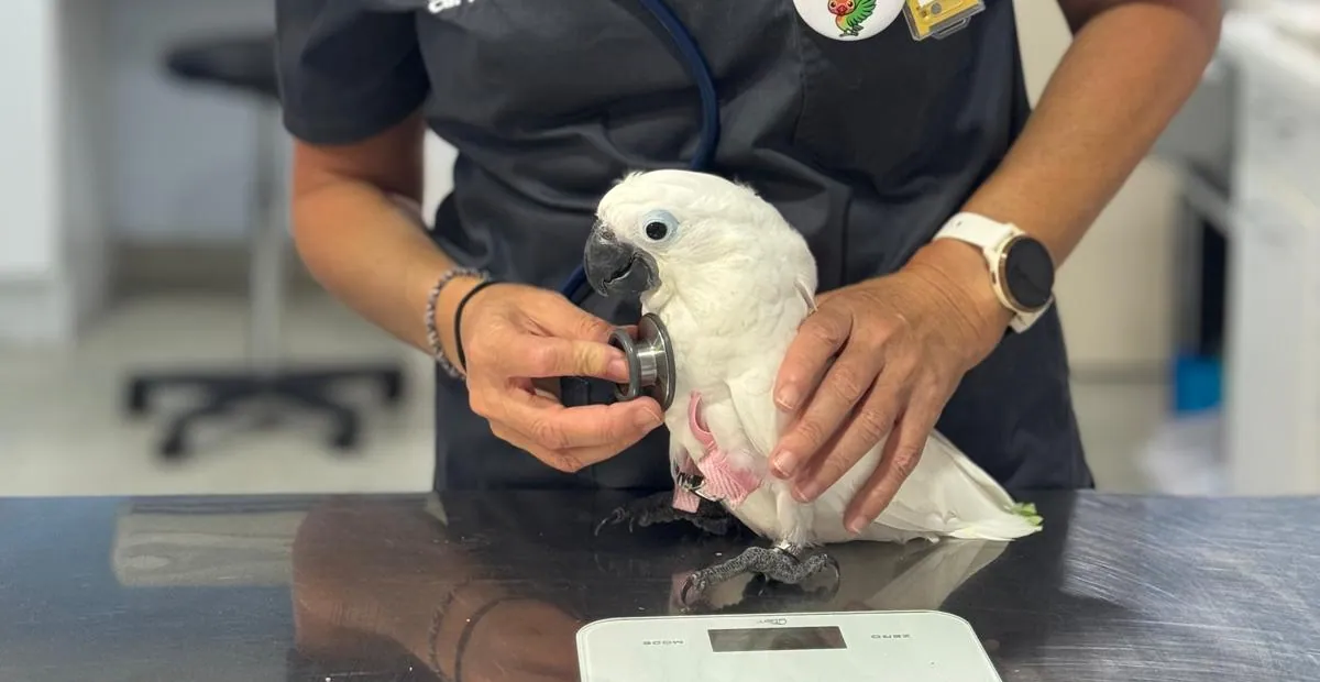 Cacatúa auscultada sobre la mesa de exploración del Centro Veterinario Alhama
