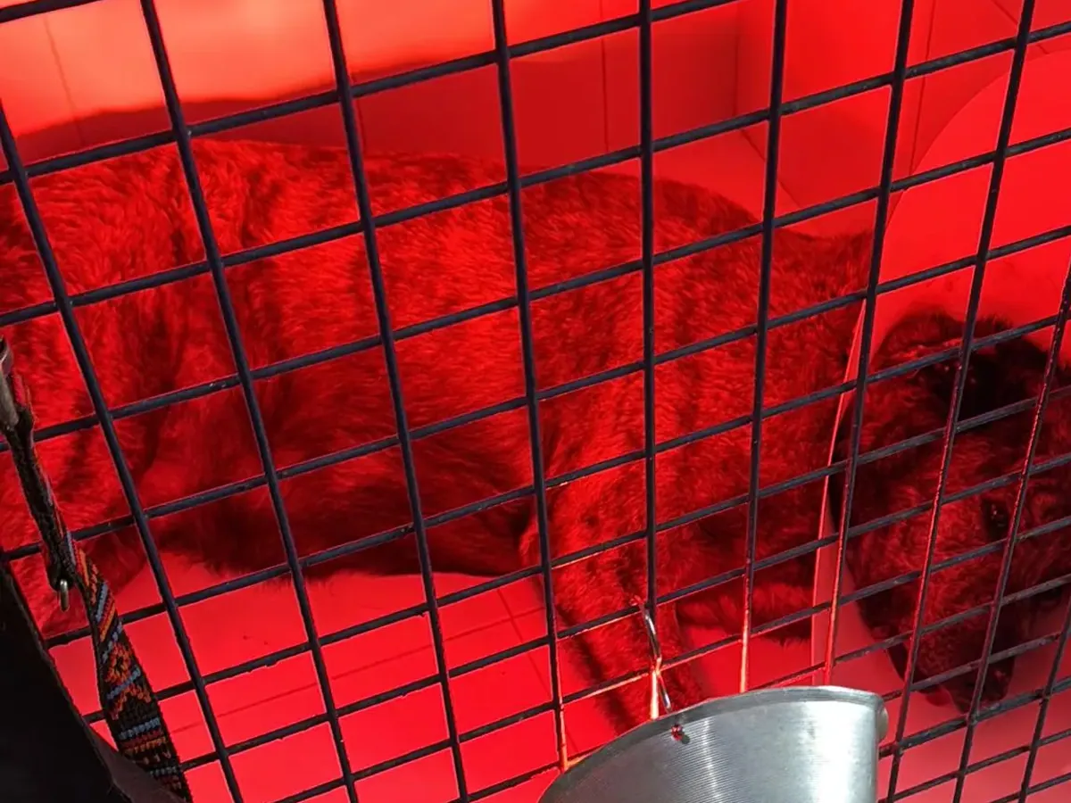 Zona de hospitalización del Centro Veterinario Alhama