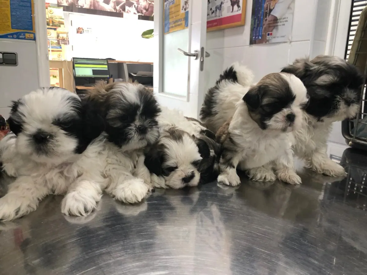 Camada de cachorros sobre la mesa de exploración del Centro Veterinario Alhama