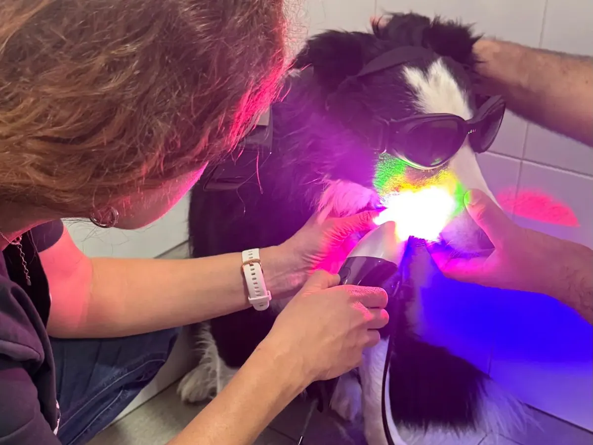 Perro con gafas de protección durante una sesión de láser terapéutico
