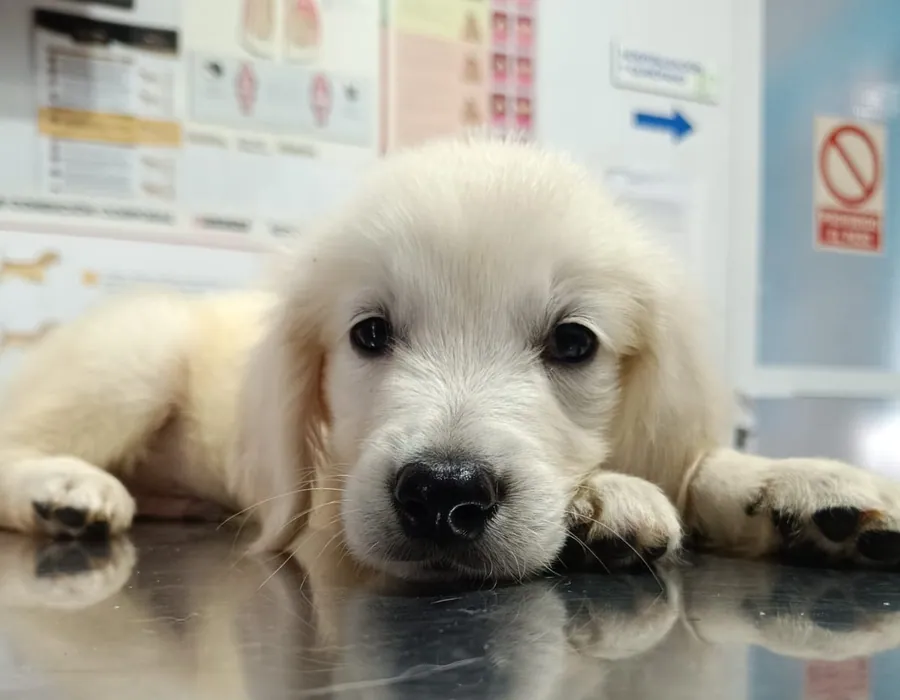 Cachorro de golden retriever sobre la mesa de exploración