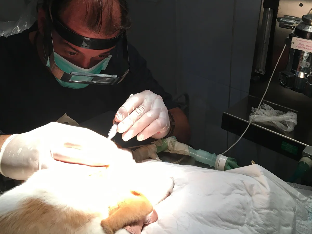 Cirugía con lupas quirúrgicas en el Centro Veterinario Alhama