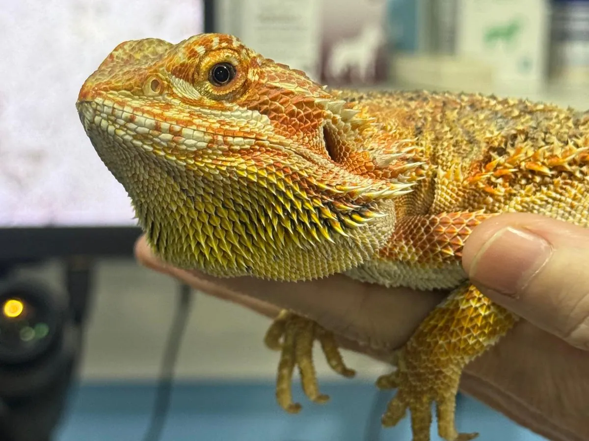Dragón barbudo examinado en la consulta de animales exóticos