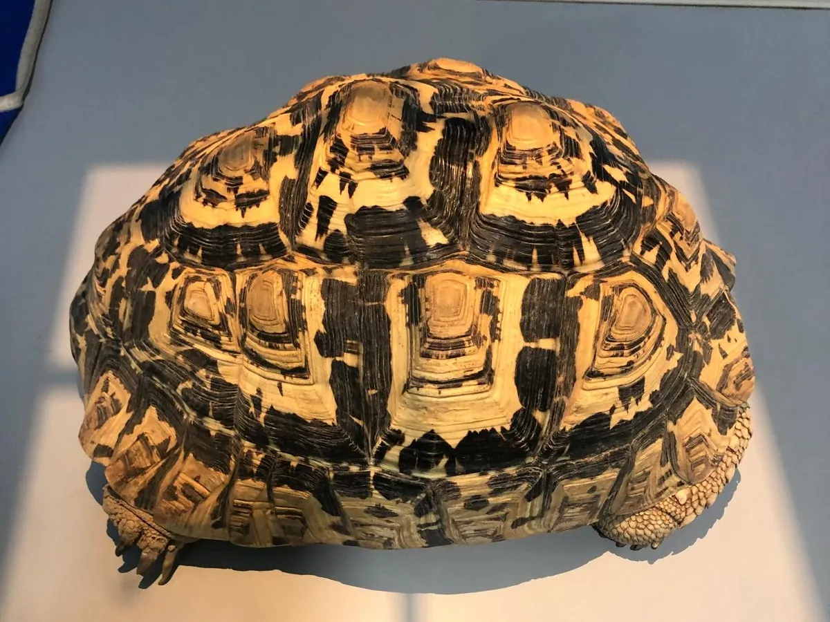 Tortuga terrestre sobre la mesa de exploración del Centro Veterinario Alhama