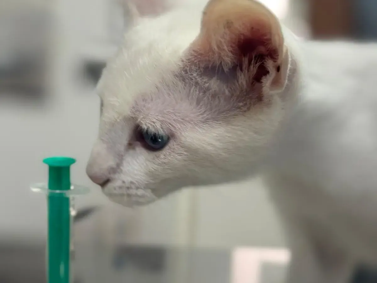 Gato preparado para recibir su vacuna en el Centro Veterinario Alhama